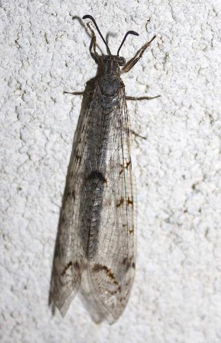 Réf. 240 785 : Distoleon tetragrammicus